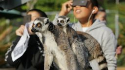 Ring-tailed lemurs look on as children view a solar eclipse at the Japan Monkey Center in Inuyama city in Aichi prefecture, central Japan on May 21, 2012. Millions turned their eyes to the sky on both sides of the Pacific to gaze excitedly as a solar eclipse created a "ring of fire" at dawn in Asia and crept towards a darkening western US.    AFP PHOTO / JIJI PRESS    JAPAN OUT (Photo by JIJI PRESS / JIJI PRESS / AFP) (Photo by JIJI PRESS/JIJI PRESS/AFP via Getty Images)
