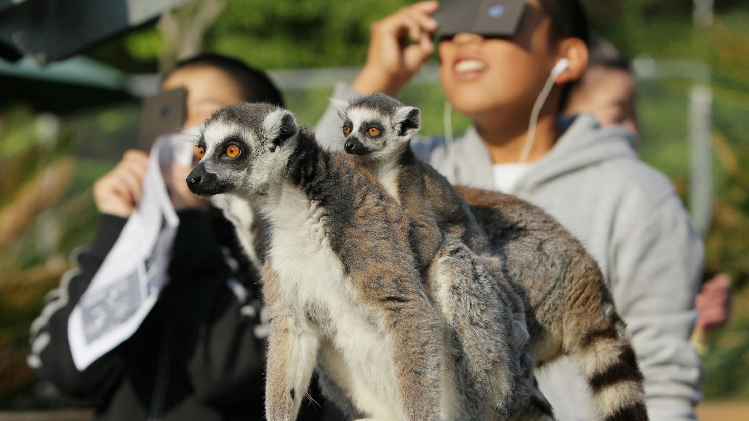 During a solar eclipse in May 2012, ring-tailed lemurs at the Japan Monkey Center in Inuyama skipped breakfast and clambered among trees and poles.