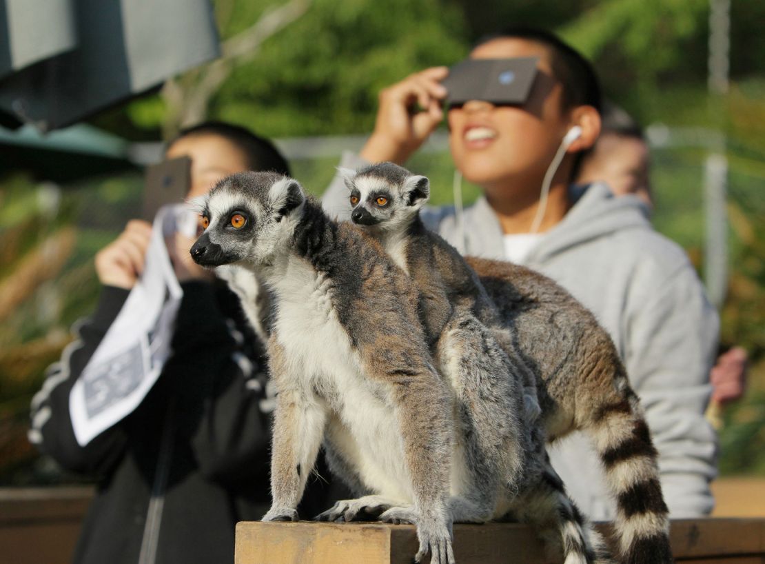 During a solar eclipse in May 2012, ring-tailed lemurs at the Japan Monkey Center in Inuyama skip breakfast and clamber among trees and poles.