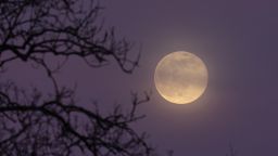 HOLCOMBE, UNITED KINGDOM - FEBRUARY 05: The full  Snow Moon rises behind leafless trees on February 5, 2023 in Somerset, England. Tonight's full Snow Moon will be the smallest full moon of the year, making this Snow Moon a micromoon, which is the opposite of a supermoon. (Photo by Matt Cardy/Getty Images)