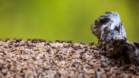 The red imported fire ants, Solenopsis invicta. Queensland, Australia.