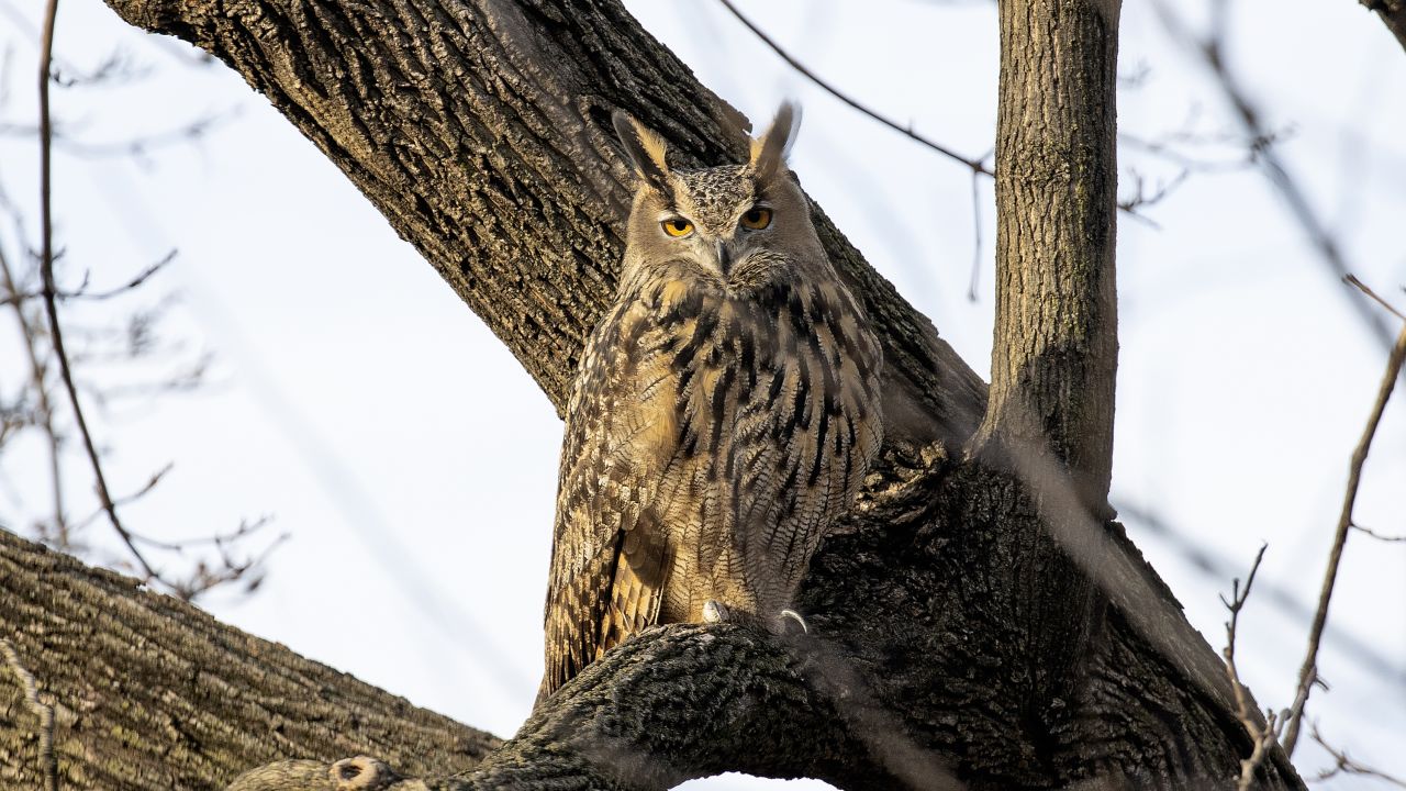 NEW YORK, NEW YORK - FEBRUARY 15:  Flaco, a Eurasian eagle owl that escaped from the Central Park Zoo, continues to roost and hunt in Central Park, February 15, 2023 in  New York City, New York.  (Photo by Andrew Lichtenstein/Corbis via Getty Images)