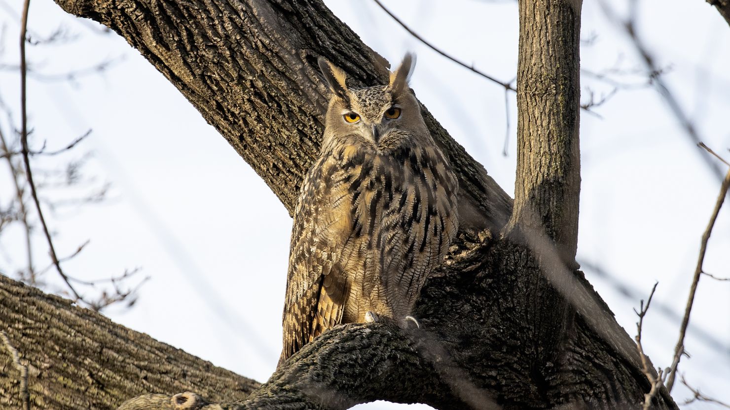 Flaco, a Eurasian eagle-owl that escaped last year from New York's Central Park Zoo, is seen in the park days after the escape.