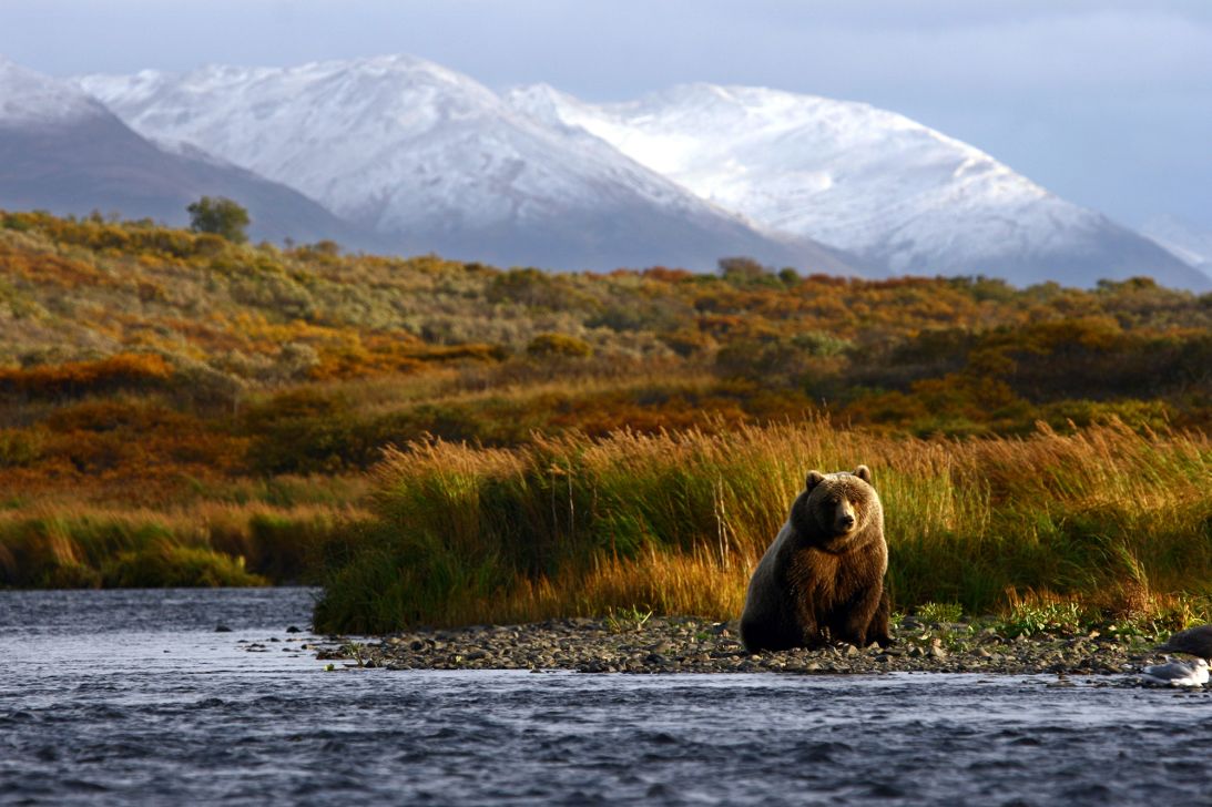 Bears like this one bring visitors to Kodiak.