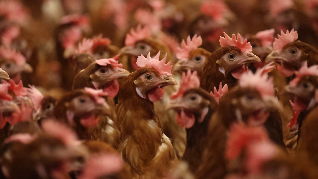 LANCASHIRE, ENGLAND - FEBRUARY 23: Chickens are kept indoors due to Avian Flu on February 23, 2023 in Lancashire, England. (Photo by Nathan Stirk/Getty Images)