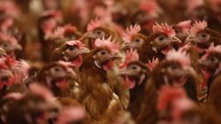 LANCASHIRE, ENGLAND - FEBRUARY 23: Chickens are kept indoors due to Avian Flu on February 23, 2023 in Lancashire, England. (Photo by Nathan Stirk/Getty Images)