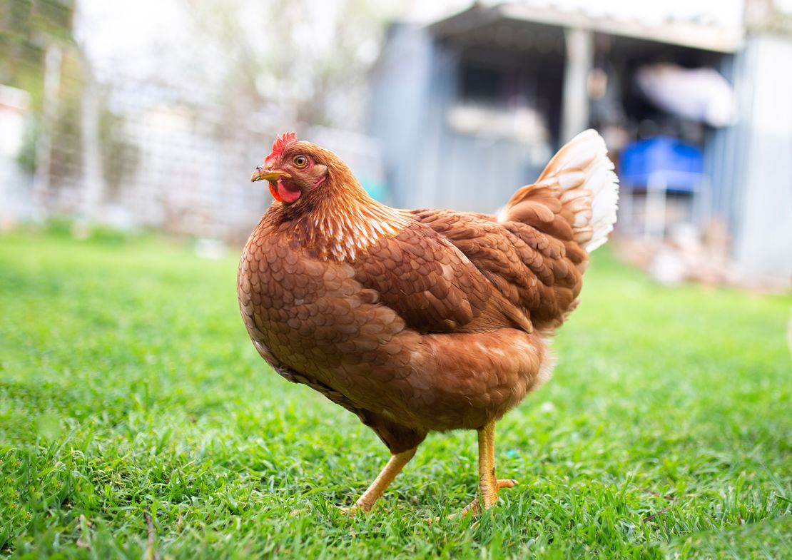 In Australia, chook = chicken.