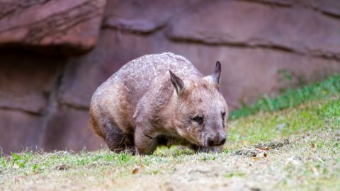 Northern hairy nosed wombat walking on grass.