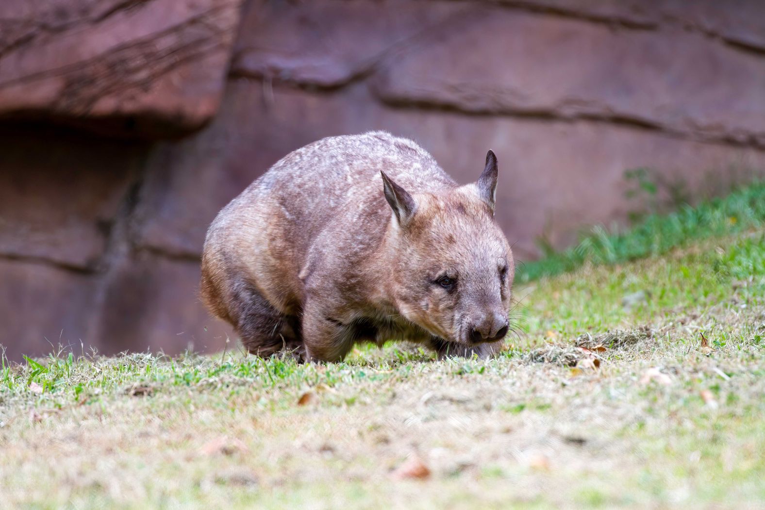 Northern hairy-nosed wombat: Back from the brink | CNN