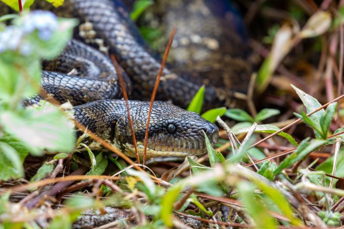 <strong>Malagasy tree boas</strong> can grow up to <a  target="_blank">2.3 meters</a> (7.5 feet) and are ovoviviparous, meaning females grow eggs inside their bodies and produce young that are born fully formed. They live off a diet of rodents and birds and hunt at night, using heat-detecting sensors around their mouth to find their prey.