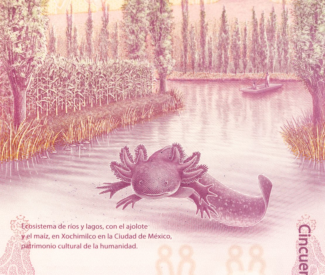 Images of axolotls have popped up everywhere, including one of the creature in its natural habitat on Mexico's 50 pesos bill.