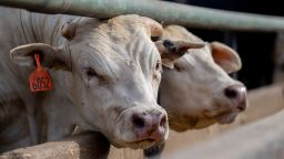 2023 年 6 月 14 日，在德克萨斯州奎马多，奶牛站在饲养场。