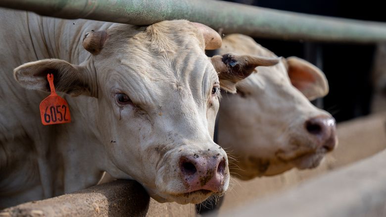 Cows are seen standing in a feedlot on June 14, 2023 in Quemado, Texas.