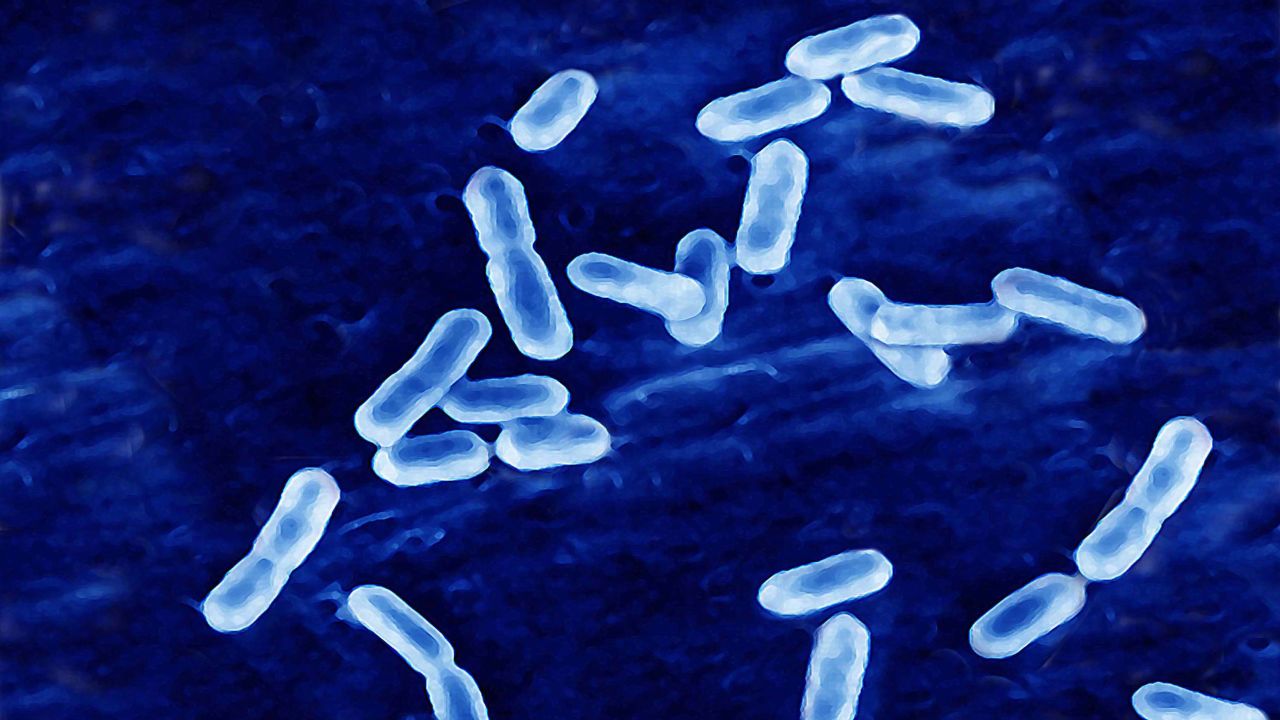 Gram Positive Bacilli That Causes Listeriosis. Optical Microscope X1000.