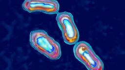 Yersinia Pestis Bacteria Causes Bubonic Plague In Animals And Humans And Usually Is Transmitted By The Bite Of Infected Rat Fleas. Illustration Based On Light Microscope Image At 1000X. (Photo By BSIP/UIG Via Getty Images)