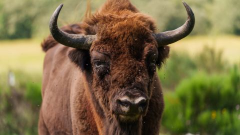 Los bisontes europeos vagaban antaño por gran parte de Europa y Asia occidental. Sin embargo, la caza constante y la pérdida de hábitat en los últimos siglos hizo que la población colapsa,<a href="https://www.cnn.com/science/gallery/european-bison-photos-c2e-spc"> tal como explica aquí CNN</a>. El último ejemplar salvaje fue abatido en el Cáucaso en 1927 y entonces quedaron solo 54 ejemplares vivos en zoológicos y parques privados.<br />Desde entonces, los programas de cría y las reintroducciones en toda Europa han ayudado al bisonte a recuperarse. La UICN clasificó la especie como en peligro en 1996 pero, en respuesta a la impresionante recuperación de la población, actualizó su estatus a casi amenazada en 2020. En la actualidad hay unos 7.000 ejemplares en libertad.