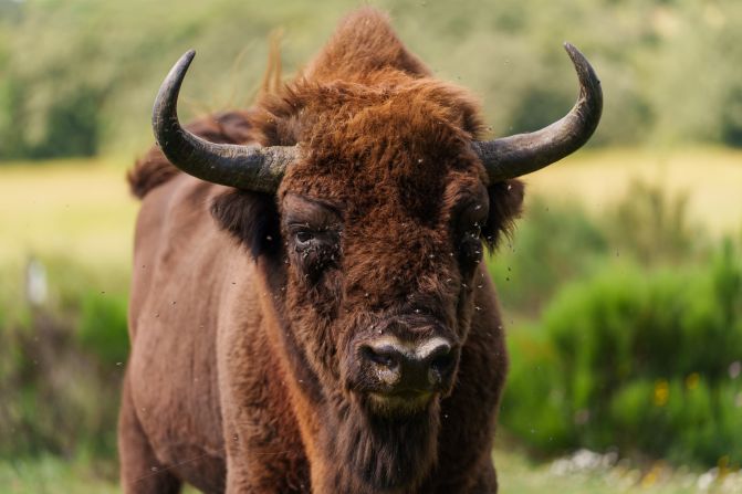 Los bisontes europeos vagaban antaño por gran parte de Europa y Asia occidental. Sin embargo, la caza constante y la pérdida de hábitat en los últimos siglos hizo que la población colapsara,<a href="https://www.cnn.com/science/gallery/european-bison-photos-c2e-spc"> tal como explica aquí CNN</a>. El último ejemplar salvaje fue abatido en el Cáucaso en 1927 y entonces quedaron solo 54 ejemplares vivos en zoológicos y parques privados.<br />Desde entonces, los programas de cría y las reintroducciones en toda Europa han ayudado al bisonte a recuperarse. En la actualidad hay unos 7.000 ejemplares en libertad.