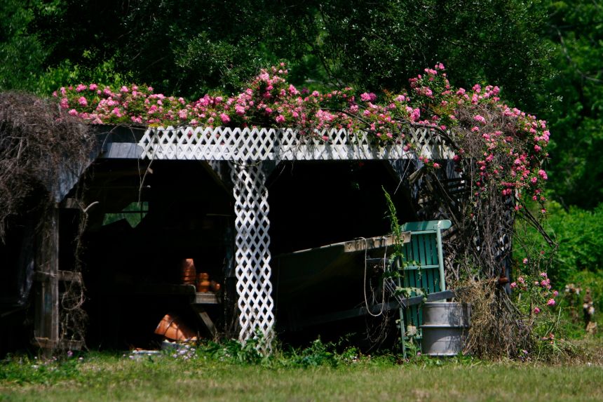 Martin's namesake flowers bloom on the tractor shed at her former home in April 2007.
