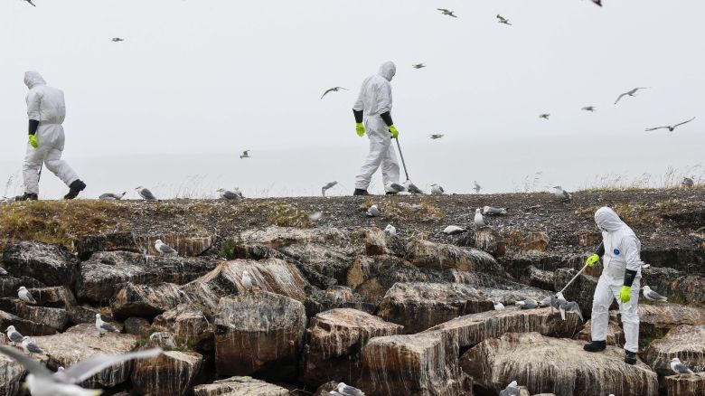 Dead birds are collected along the coast in the Vadso municipality of Finnmark in Norway following a major outbreak of bird flu on July 20, 2023. (Photo by Oyvind Zahl Arntzen / NTB / AFP) / Norway OUT (Photo by OYVIND ZAHL ARNTZEN/NTB/AFP via Getty Images)