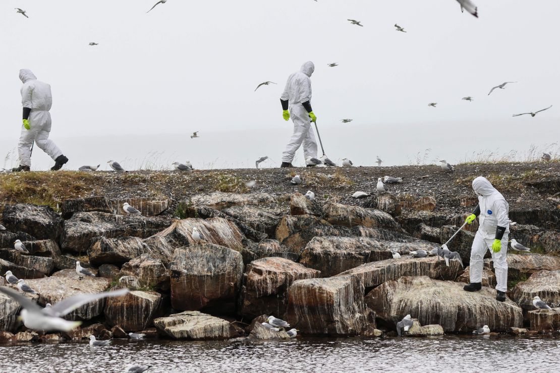 2023 年 7 月 20 日禽流感大爆发后，在挪威芬马克瓦德索市的海岸边收集死鸟。（摄影：Oyvind Zahl Arntzen / NTB / AFP） / Norway OUT （摄影：OYVIND ZAHL ARNTZEN/NTB/AFP via Getty Images）