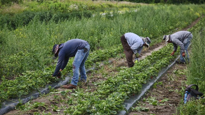 Migrant workers in Canada exposed to 'shocking abuse and discrimination,' Amnesty says