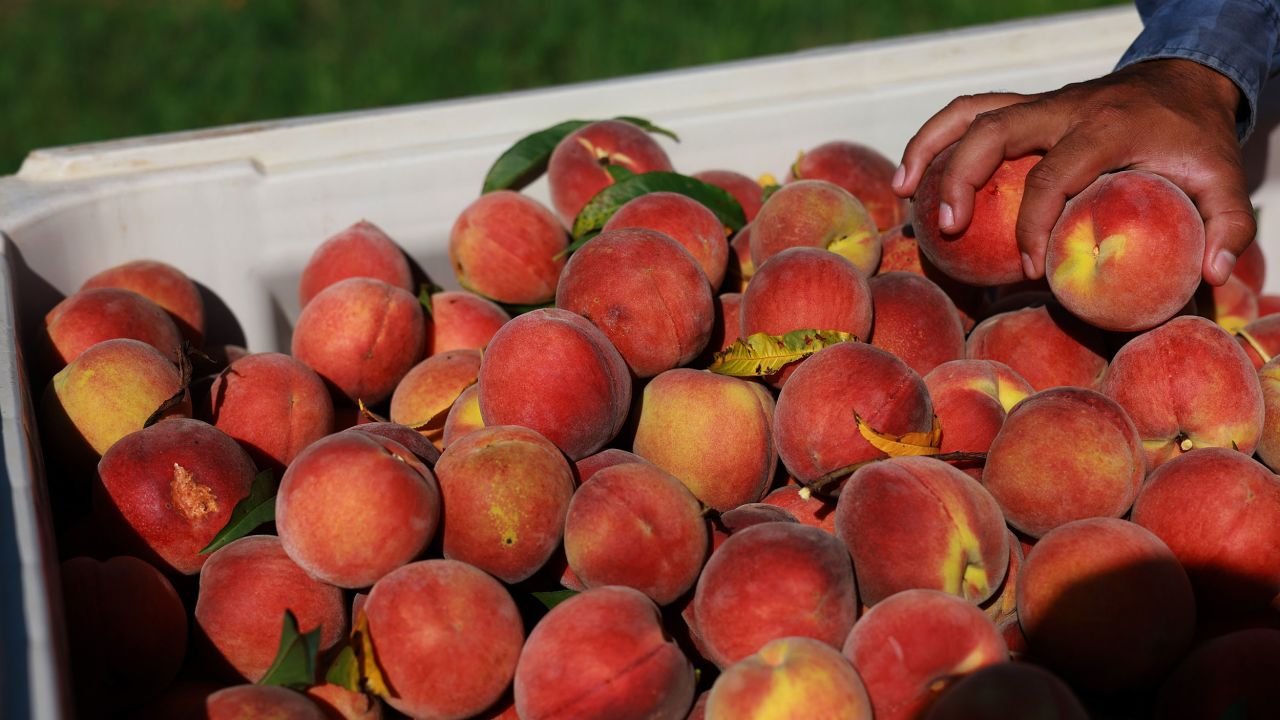 Peaches are piled in a box as workers harvest the last crop of the season off the trees at Pearson Farm on July 24, 2023, in Fort Valley, Georgia.
