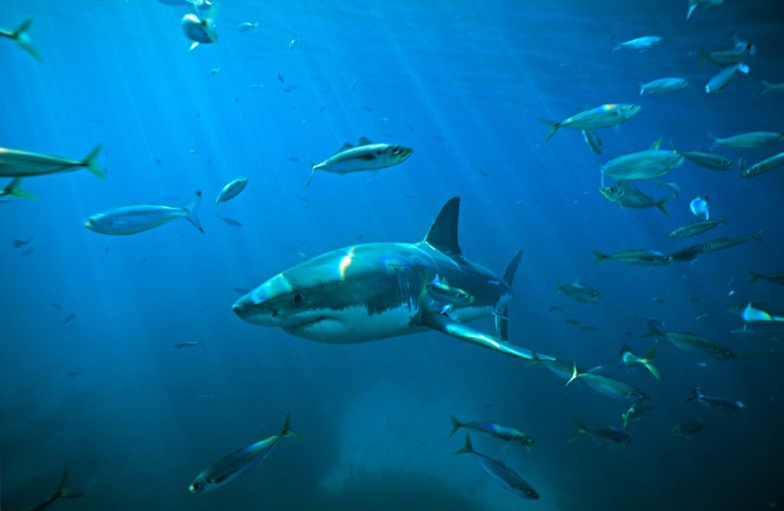 A great white shark swims through a school of Tommy roughs in South Australia, where a few shark encounters have occurred in recent years.