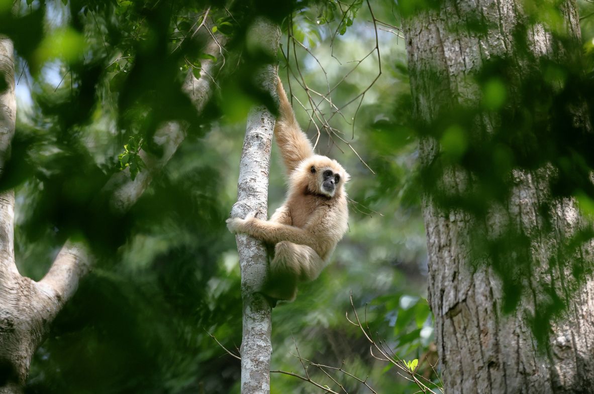 White-handed gibbons, also known as <a href="https://www.iucnredlist.org/fr/species/10548/17967253" target="_blank">lar gibbons</a>, are one of the <a href="https://kids.nationalgeographic.com/animals/mammals/facts/white-handed-gibbon" target="_blank">fastest primates</a> and can catch birds in midair. The endangered omnivore is particularly <a href="https://www.thainationalparks.com/species/lar-gibbon" target="_blank">threatened</a> by habitat loss, with many of its home range forests lost to logging, agriculture and new infrastructure projects.