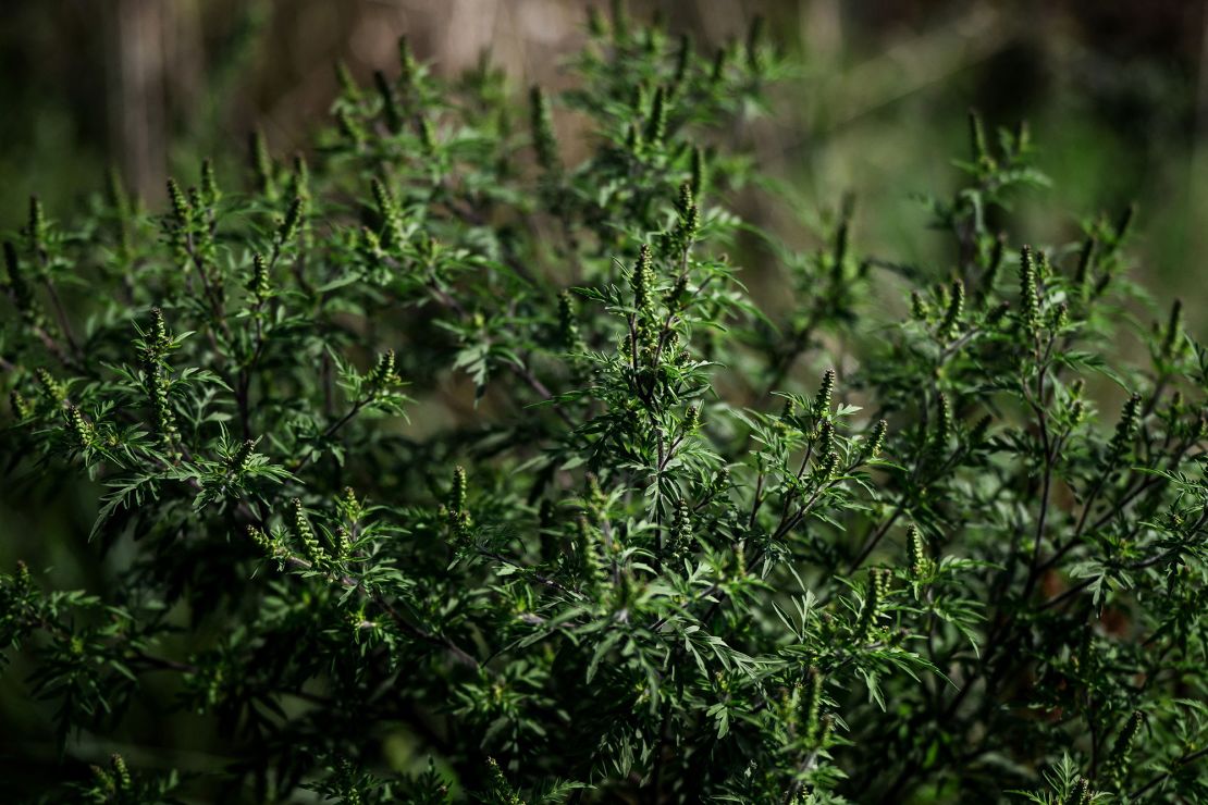 Ragweed is a common culprit triggering fall allergies. Ragweed season typically peaks in September, but it can last into November.