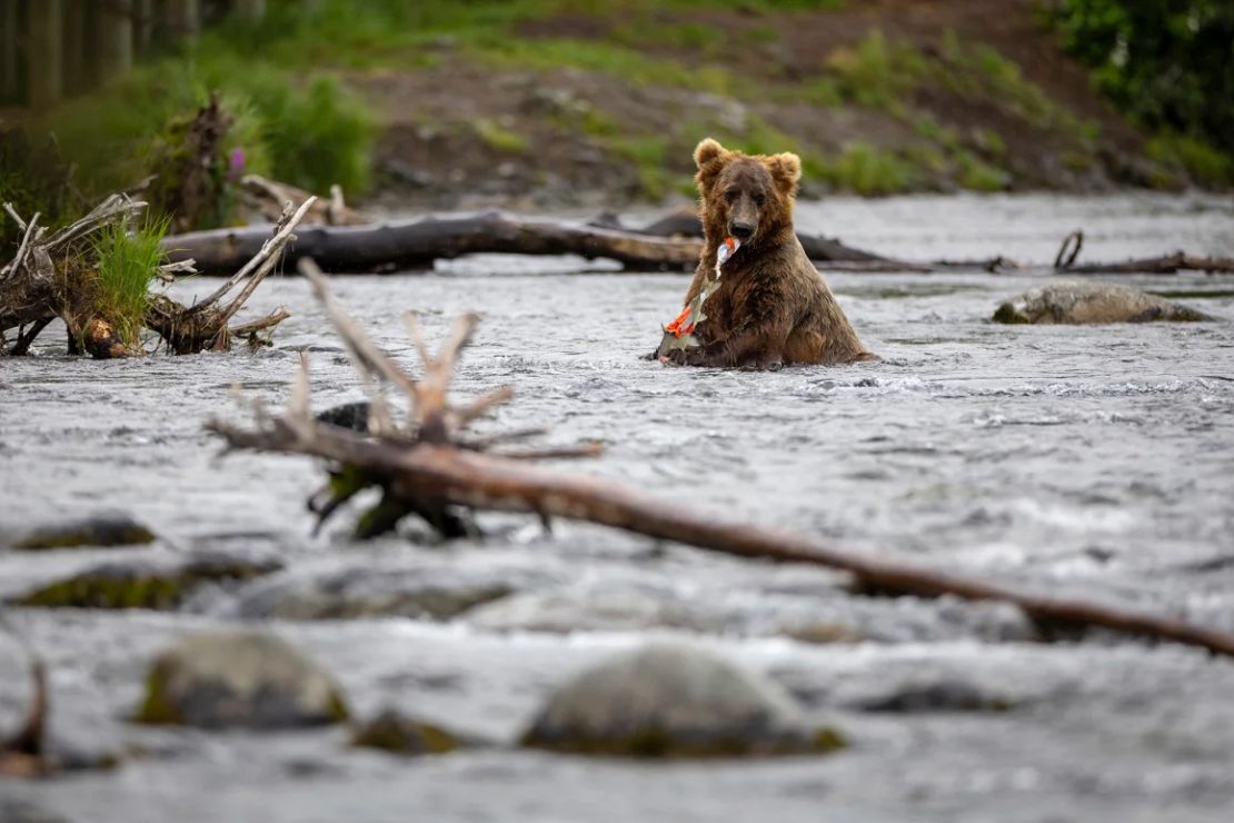 Un oso pardo se deleita con salmón cerca de Brooks Falls en el Parque Nacional Katmai.