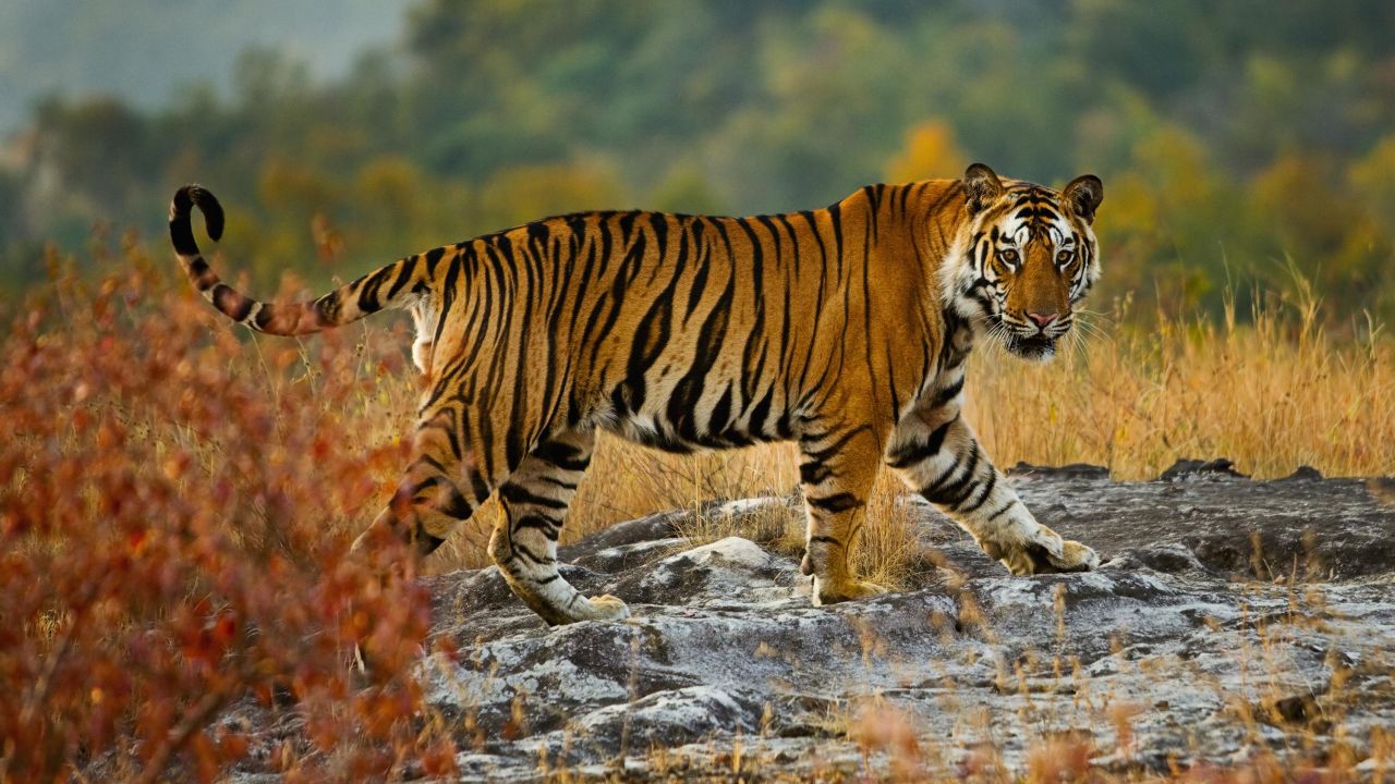 A large tiger in Bandhavgarh National Park, Madhya Pradesh, India - stock photo