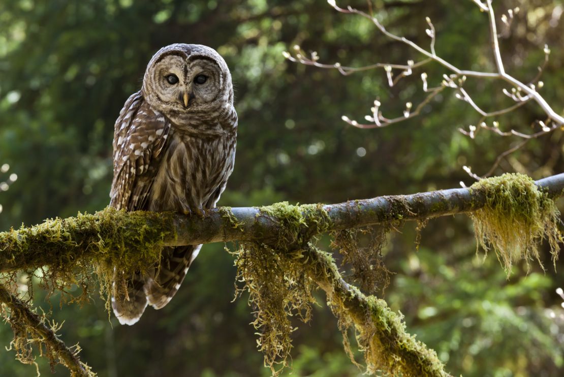 If you're hoping to hear a hooting owl, keep your eye out for the barred owl.