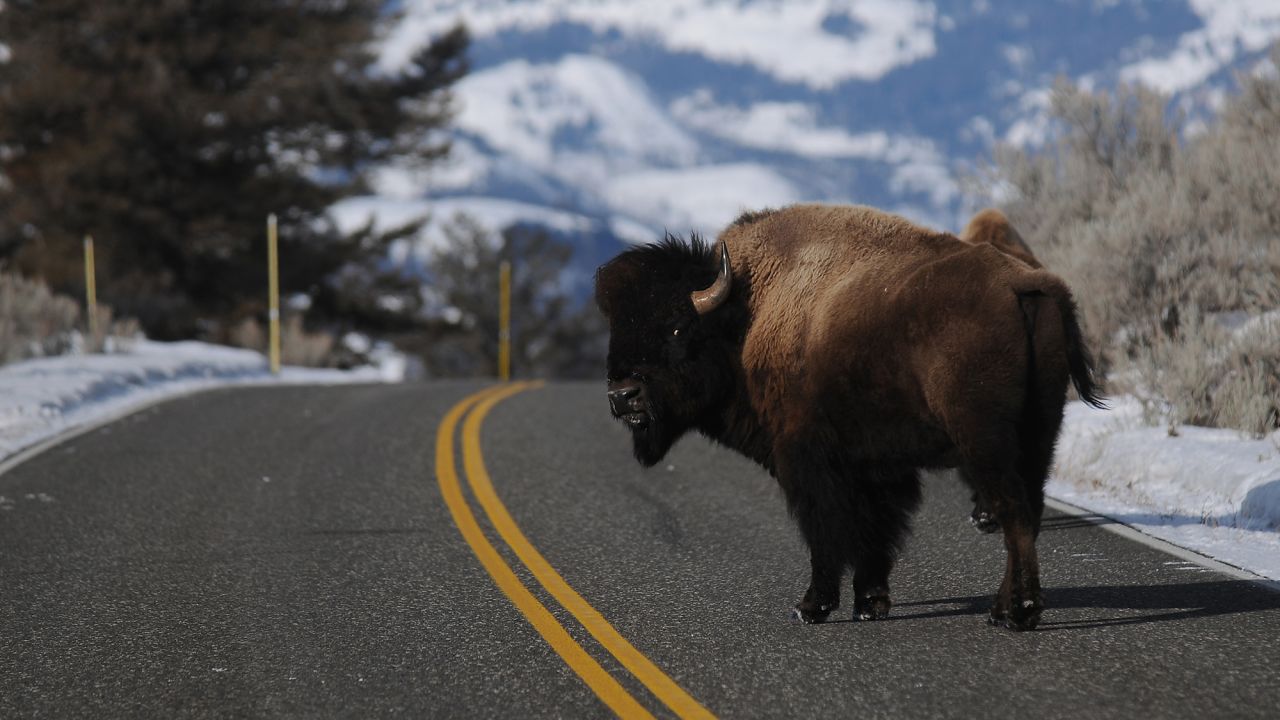 A bison looks back as it crosses the road near Lamar Valley in Yellowstone National Park.