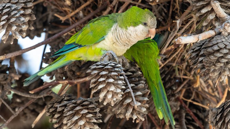 Wabah “demam burung beo” di Eropa telah menyebabkan kematian lima orang