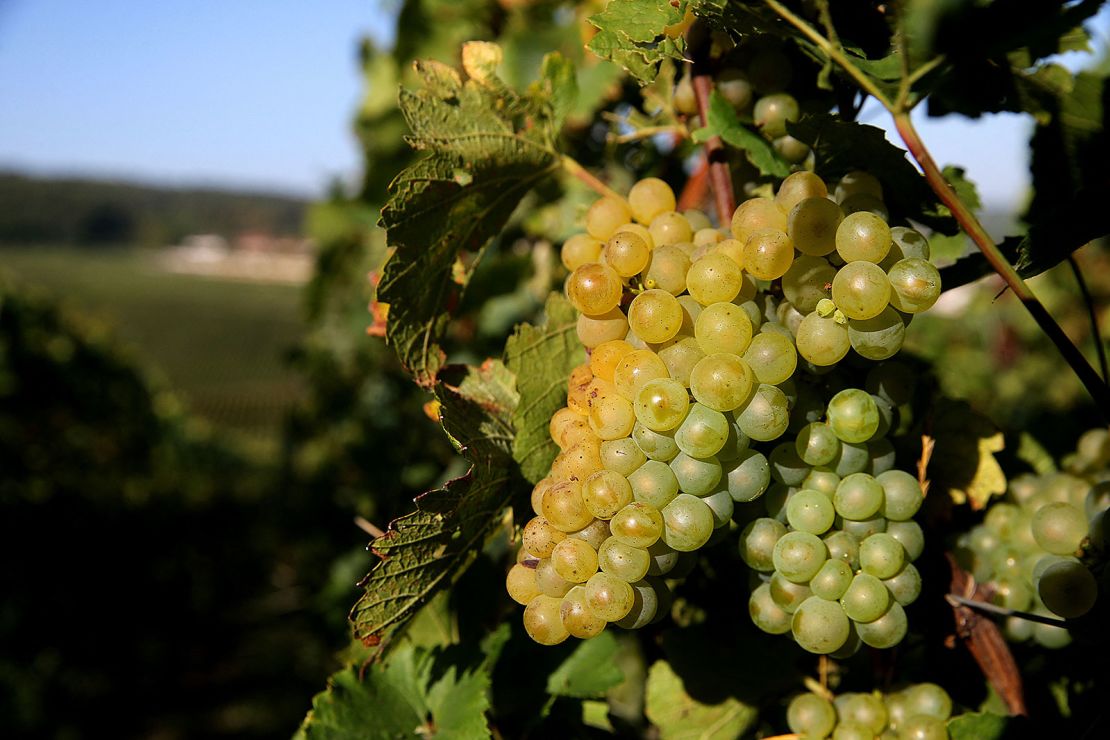 Champagne is at risk due to changing weather amid the climate crisis | CNN