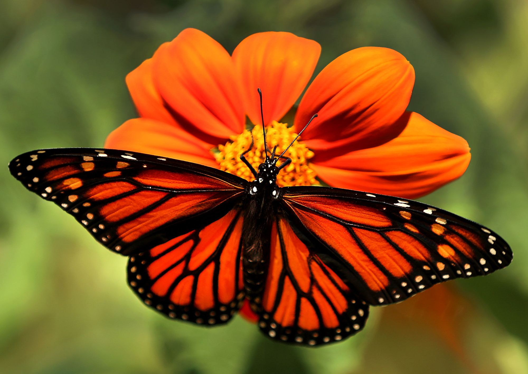 A monarch butterfly gathers nectar. Monarchs have lost nearly 90% of their population since the 1990s.