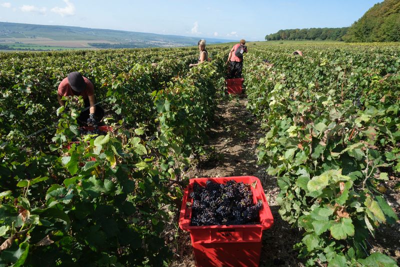 The Possible Vanishing of a Traditional New Year's Eve Pop Due to Weather Shifts