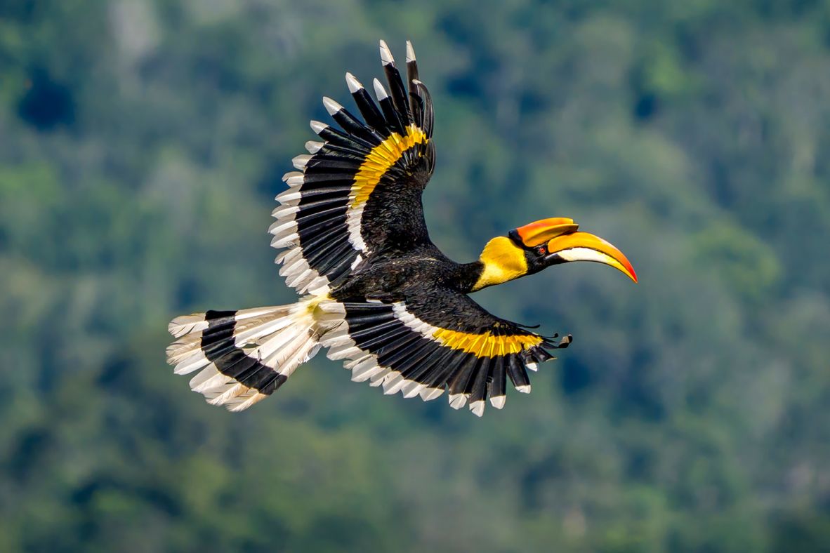 The great hornbill’s numbers are declining due to deforestation across its range in Asia, and it’s considered <a href="https://www.iucnredlist.org/species/22682453/184603863" target="_blank">vulnerable</a>. In Thailand, the bird is thriving in Khao Yai National Park in DPKY-FC, where it is found in particularly high densities.