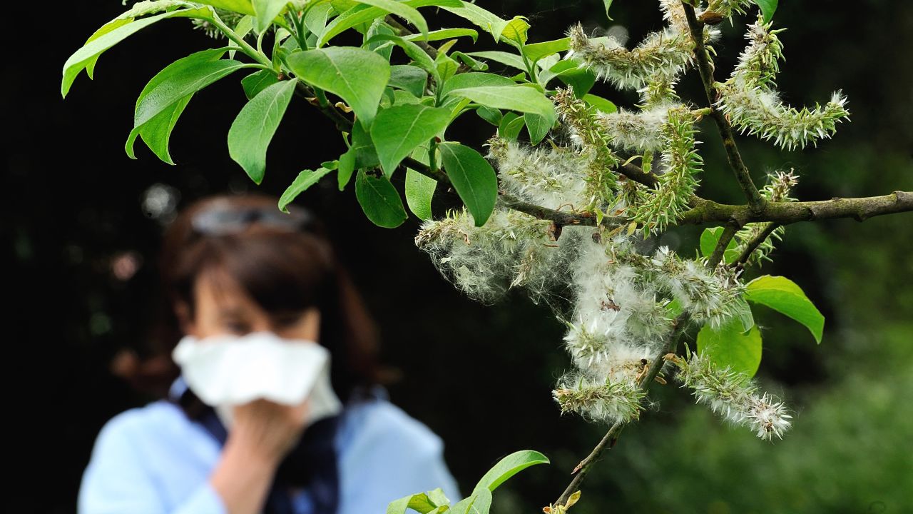 A woman blows her nose in Godewaersvelde, northern on May 18, 2013, as the return of pleasant weather marks the arrival of allergenic pollen. AFP PHOTO / PHILIPPE HUGUEN (Photo by Philippe HUGUEN / AFP) (Photo by PHILIPPE HUGUEN/AFP via Getty Images)