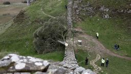 NORTHUMBERLAND, ENGLAND - SEPTEMBER 28: 'Sycamore Gap' tree on Hadrian's Wall now lies on the ground, leaving behind only a stump in the spot it once proudly stood on September 28, 2023 northeast of Haltwhistle, England. The tree, which was apparently felled overnight, was one of the UK's most photographed and appeared in the 1991 Kevin Costner film "Robin Hood: Prince Of Thieves." (Photo by Jeff J Mitchell/Getty Images)