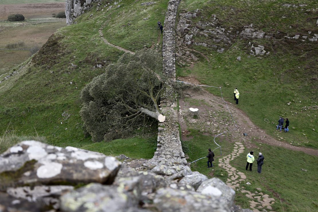The tree was cut down in September 2023.