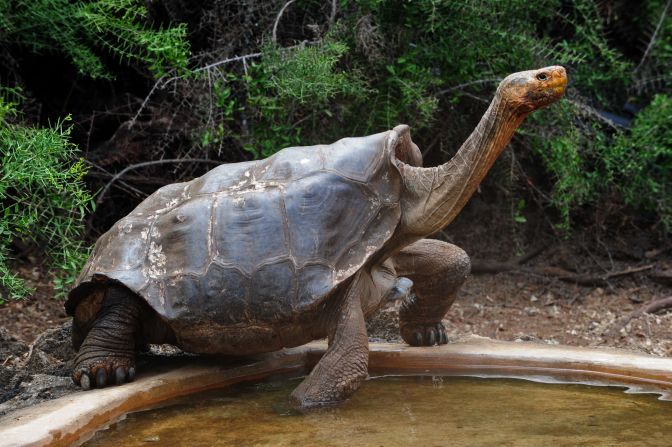 En la década de 1960, la tortuga gigante de Española, en las Galápagos, estaba al borde de la extinción. Desde entonces, programas de conservación que incluyeron la cría en cautiverio, erradicar la principal amenaza de su hábitat, las cabras, y eventualmente repatriar los especímenes originales a su isla nativa lograron un crecimiento espectacular de la población: hoy hay más de 2.300 individuos de la especie, según el proyecto Galápagos Conservancy.