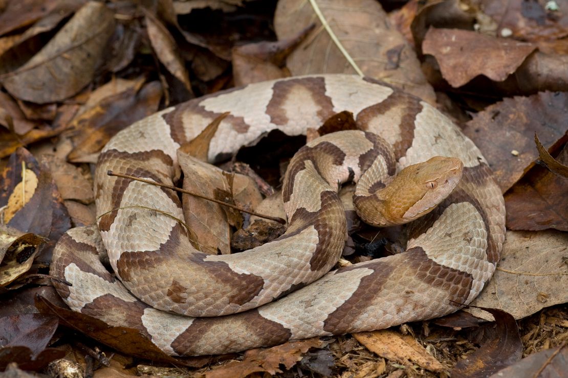 Copperhead snakes live in the cooler regions of southern Australia and can deliver a potent bite.