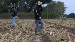 Trabajadores agrícolas siembran en una plantación de Kaplan, Louisiana, en octubre de 2023.