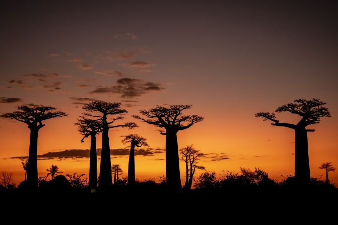 Mighty baobabs silhouetted against a sunset at Baobab Alley in Morondava, Madagascar. The iconic trees are far from the only stunning native species to call the world’s <a href="index.php?page=&url=https%3A%2F%2Fwww.britannica.com%2Flist%2Fthe-largest-islands-in-the-world" target="_blank">fourth largest island</a> home. <strong><em>Scroll through the gallery to discover more…</em></strong>