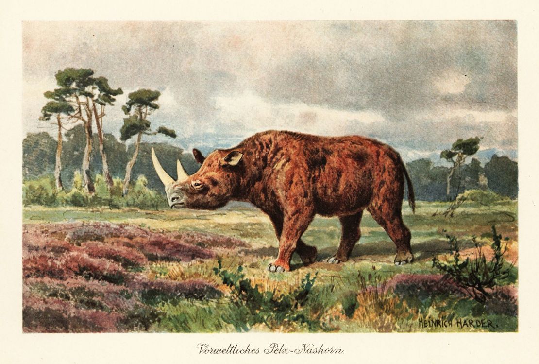 An illustration of the extinct woolly rhino.