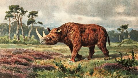 An illustration of the now-extinct woolly rhino.