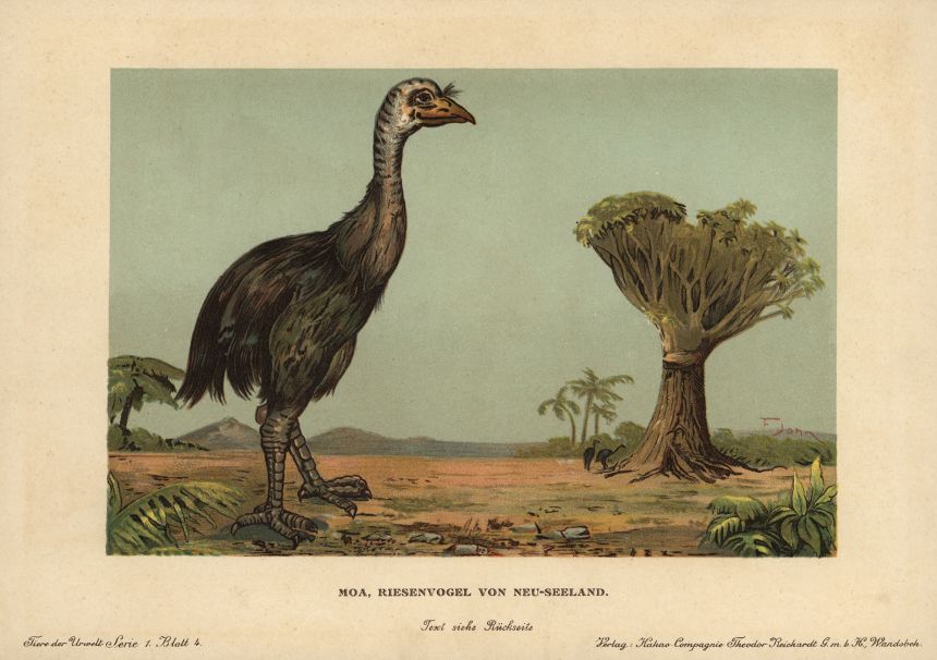 A 1910 illustration of the moa, Dinornis novaezealandiae, an extinct giant bird from New Zealand.