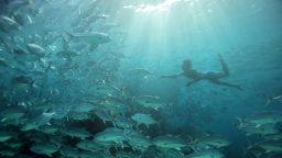 A Bajau Laut freediver swims amongst a large school of jack fish shoaling on a reef at Sipidan Island in the Celebes Sea, Sabah, Malysia.