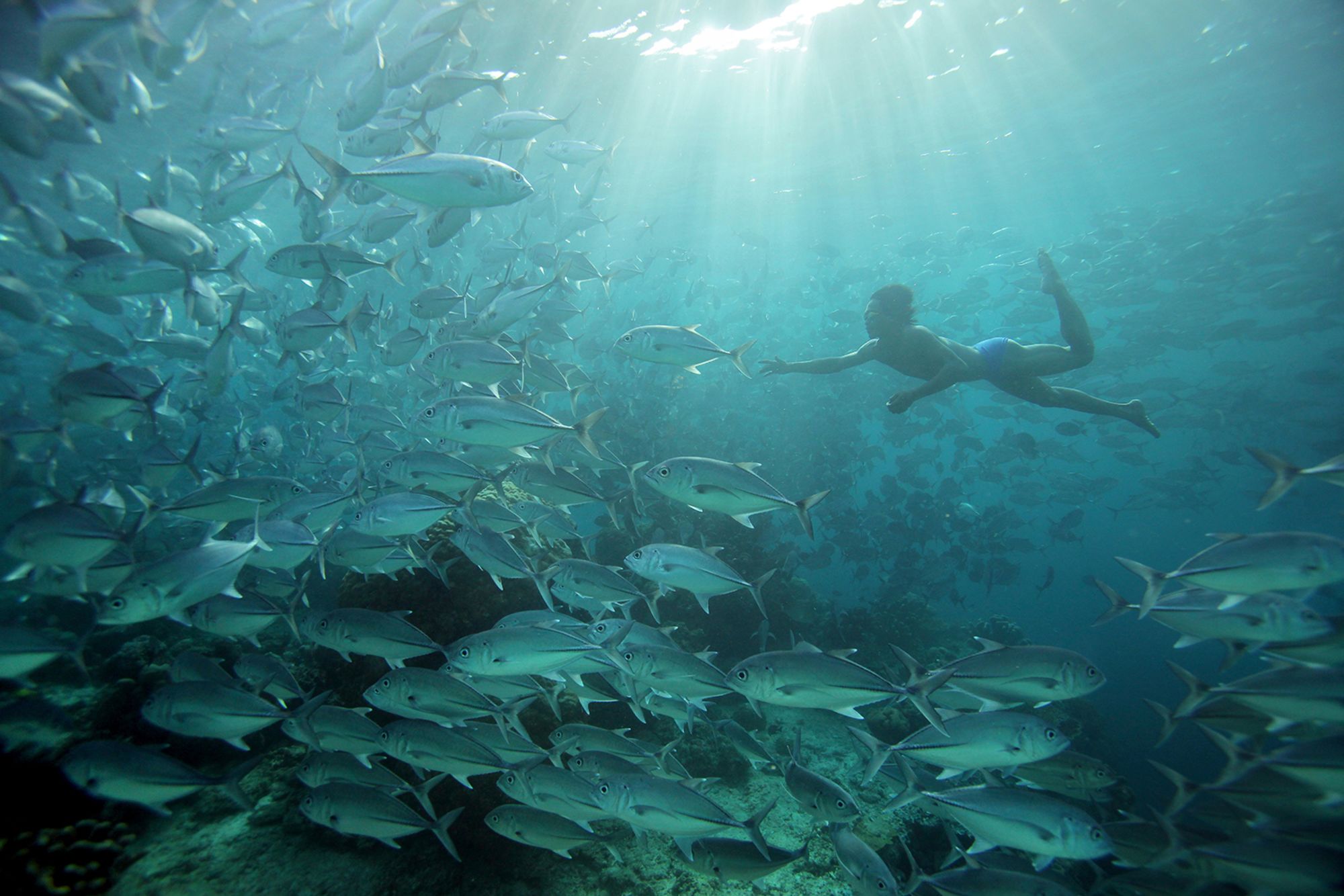 A Bajau Laut freediver swims amongst a large school of jack fish shoaling on a reef at Sipidan Island in the Celebes Sea, Sabah, Malysia.